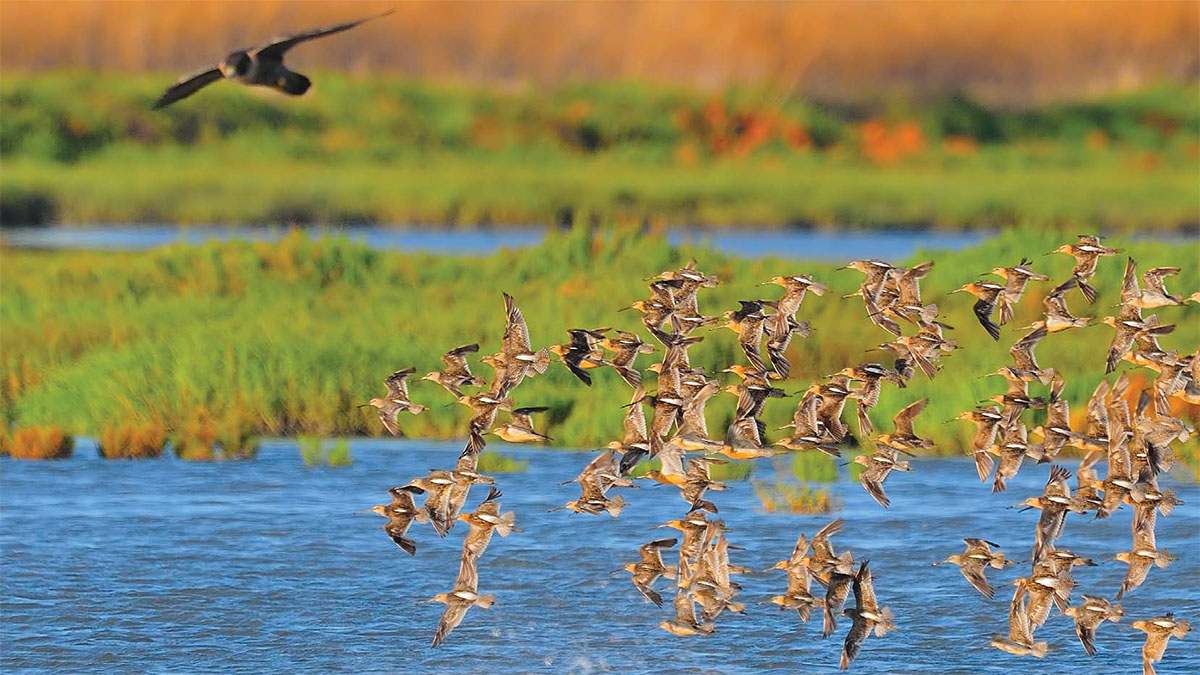 EBRPD Birds Hayward Regional Shoreline