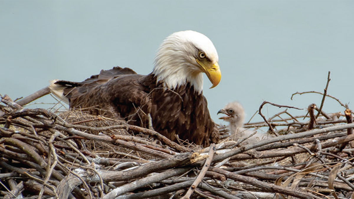 Bald Eagle