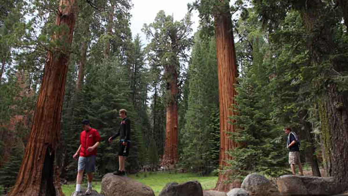 Redwoods